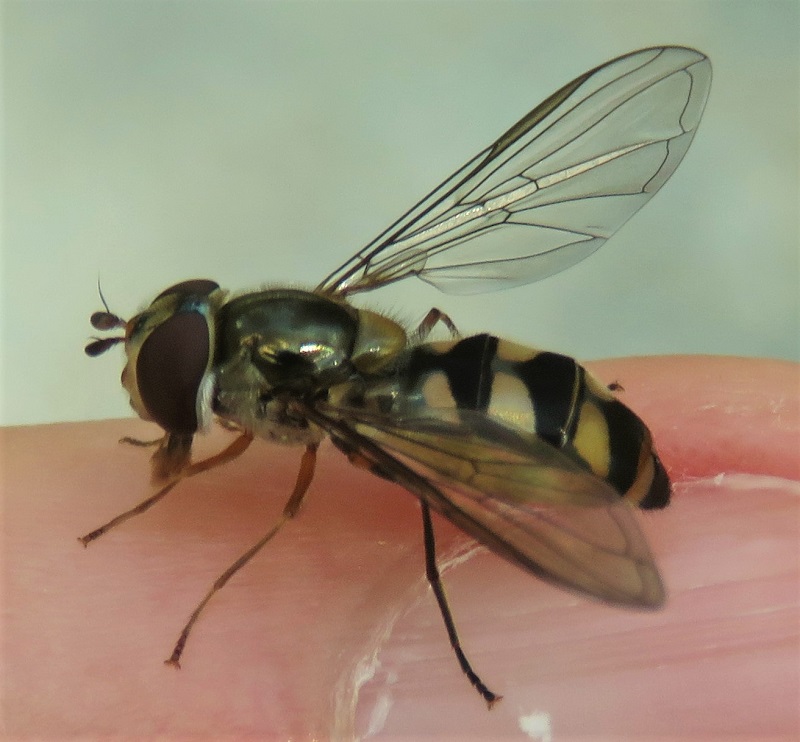 Syrphidae: Meliscaeva auricollis, femmina